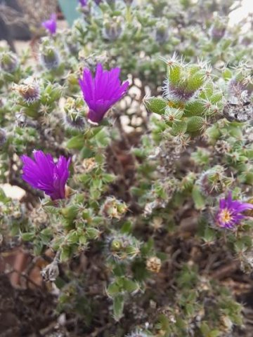 Trichodiadema